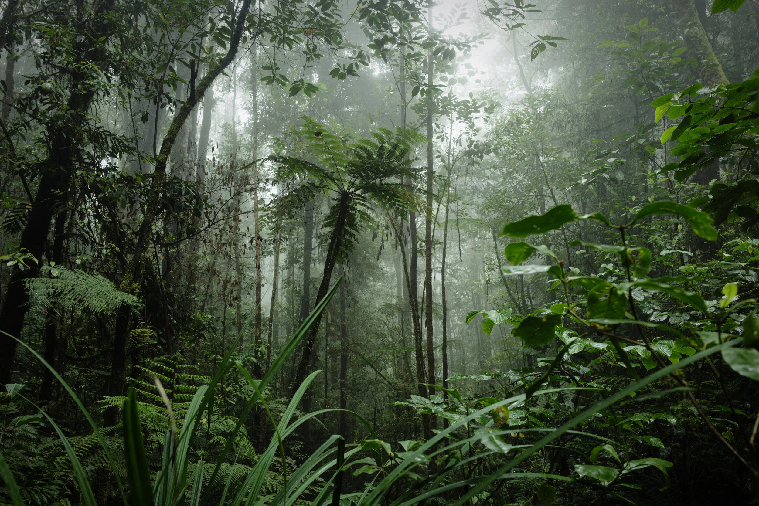 Karst d’Ayamaru — archive photographique 1