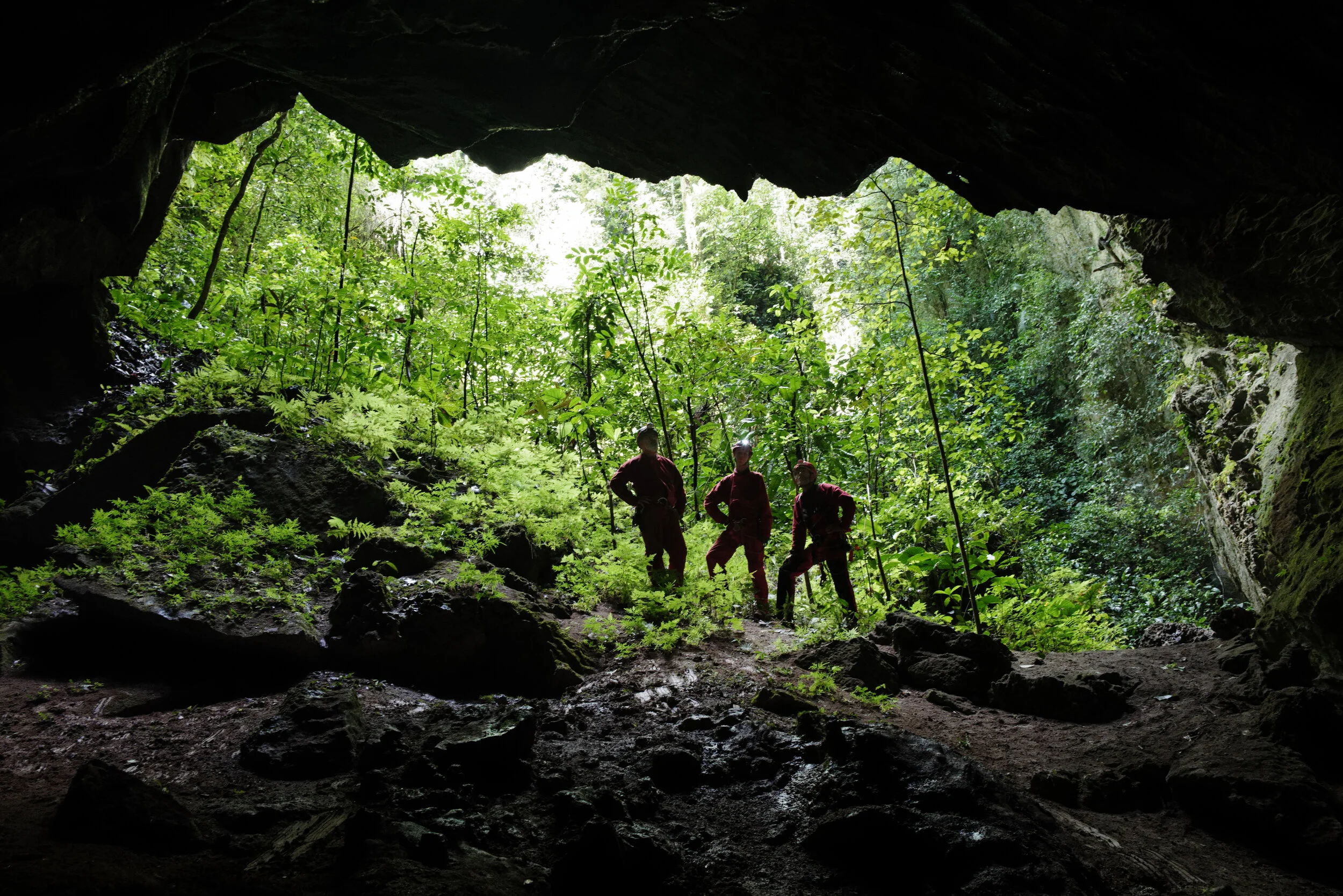 Une cavité s’ouvre sous la forêt dense du karst d’Ayamaru.